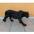Párduc