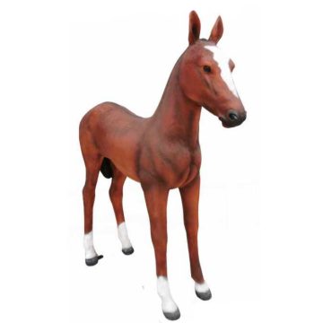 Ló-140cm/csikó