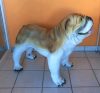 Kutya-Angol buldog-álló/74cm Kutya-Angol buldog-álló/74cm