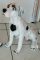 Kutya-Jack Russel terrier-ülő-50cm/hf