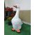 kacsa_75 cm