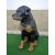 Kutya-Rottweiler-ülő/65cm