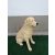 Kutya-Labrador-ülő-70cm