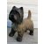 Kutya-Terrier-cairn terrier-38cm