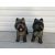 Kutya-Terrier-cairn terrier-38cm