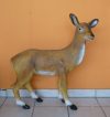 Őz-75 cm-oldalra néző Őz-75 cm-oldalra néző