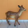 Őz-67 cm-előre néző Őz-67 cm-előre néző